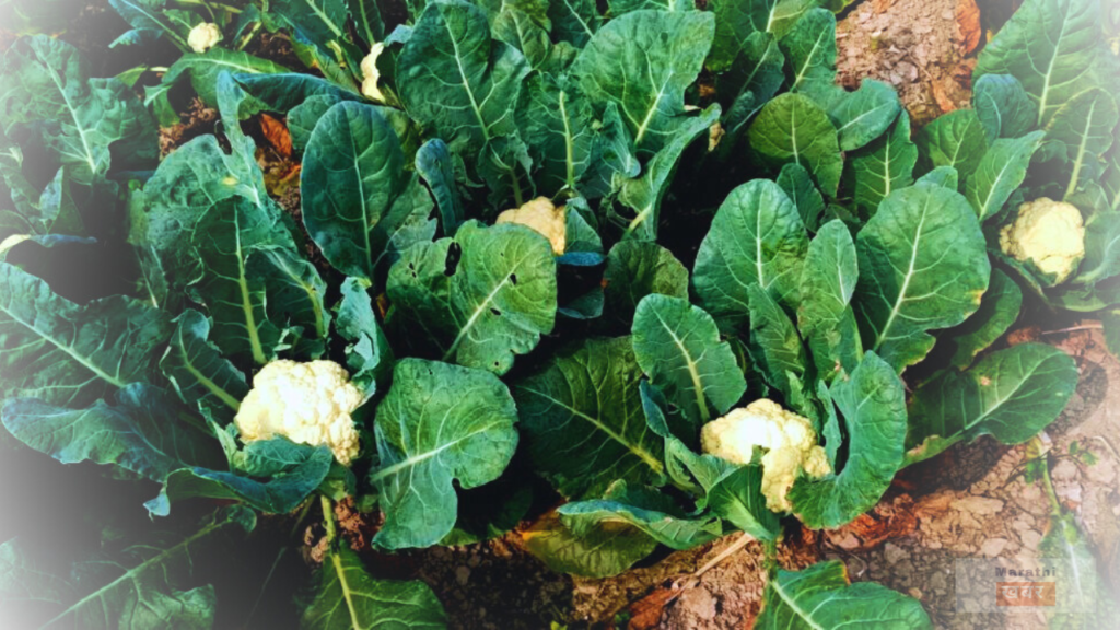 Cauliflower Cultivation
