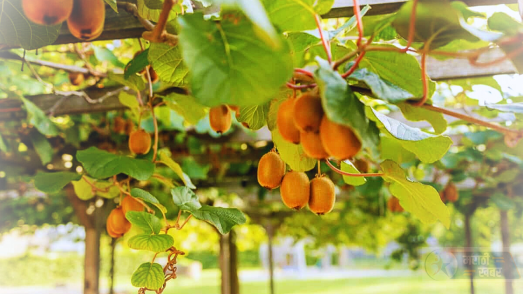 Kiwi Farming in India