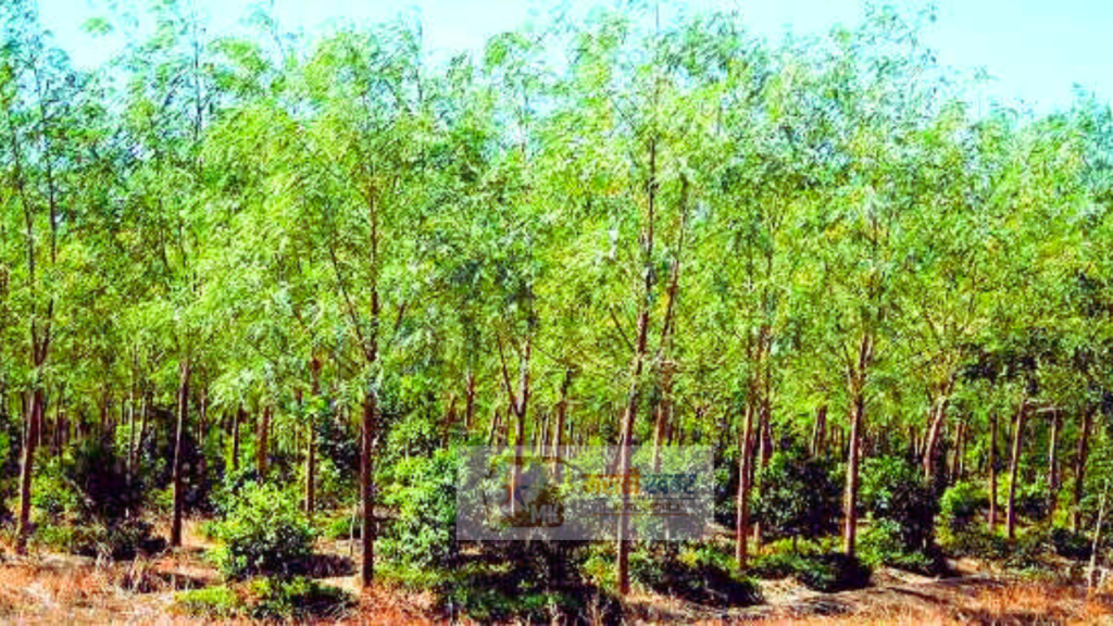 Sandalwood Farming In Marathi