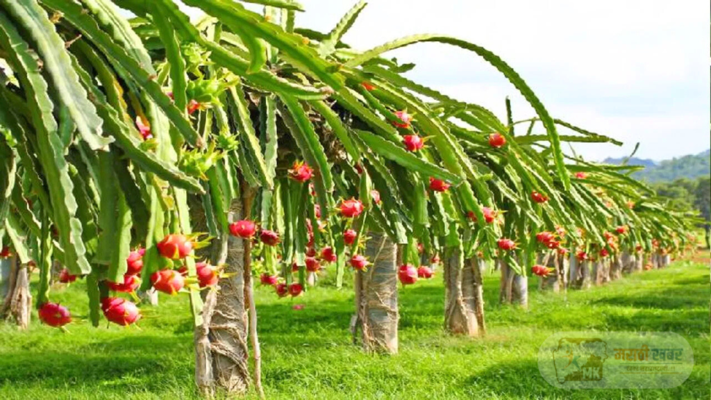 Success Story Of Farmer In Maharashtra