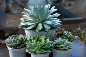 Make Succulents Bushy and Healthy