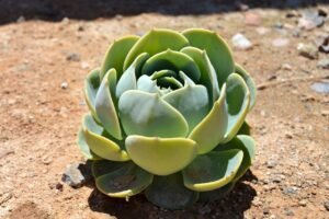 Make Succulents Bushy and Healthy