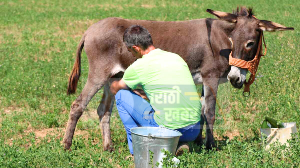 Milk Rate Of Donkeys