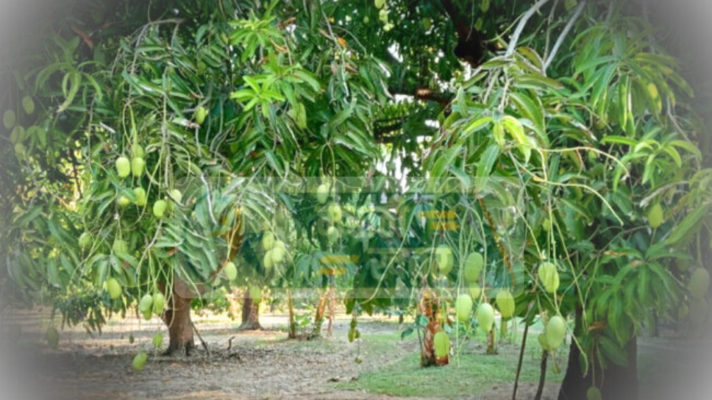 Climate Change Hits Gavran Mango Production Affected